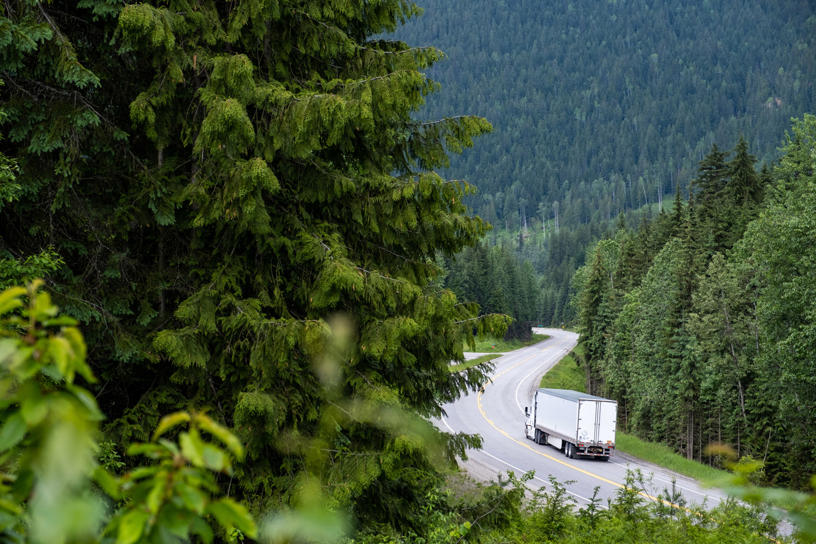 Forest road with truck